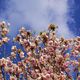 Stechend Blau gegen zart Rosa