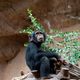 Schimpansenjunges hat Langeweile