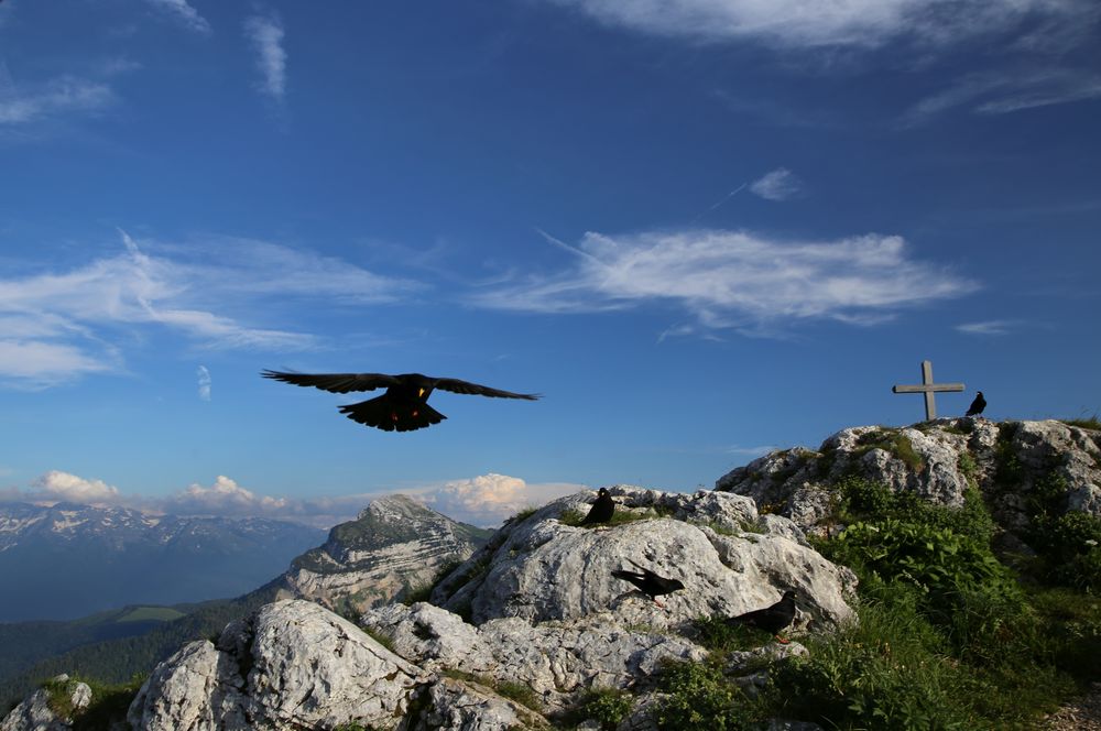 Alpendohle Bergspitze von Julian666