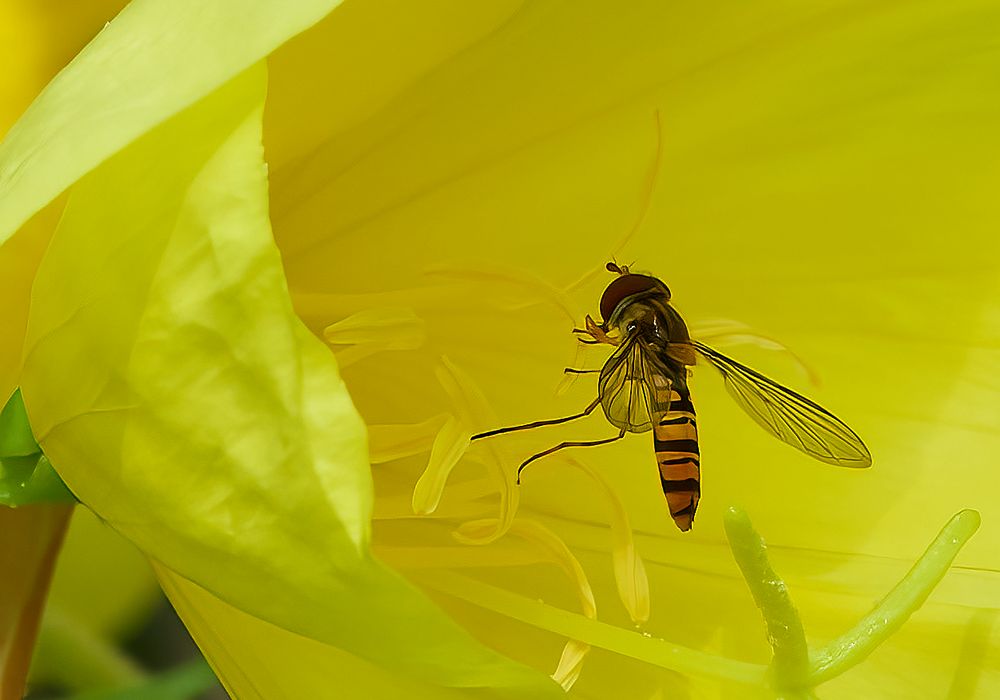 Schwebfliege von Hans.Fiedler