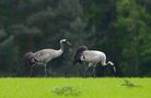 Kraniche (Grus grus) bei der Futtersuche von Sonja Haase