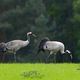 Kraniche (Grus grus) bei der Futtersuche