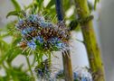 echium hierrense von mexs.ch