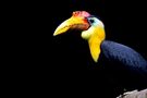 Hornbill by Henk Langerak