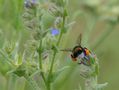 Fleißige Hummel de naturalone