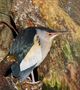 A common little bittern by FMW51