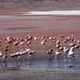 Laguna Colorada