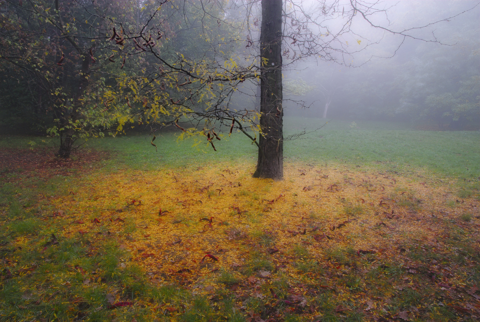 B.2017-10a.342, Wiener Prater mit Herbstlaub im Morgennebel