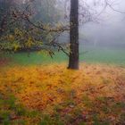 B.2017-10a.342, Wiener Prater mit Herbstlaub im Morgennebel