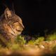 Luchs im Sonnenlicht