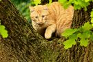 Donnerstag mit Durchblick auf rote Katze im Baum by zimmermann-holger