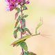 Europische Gottesanbeterin (Mantis Religiosa)