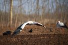 Storch im Anflug von Tanja Riedel