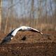 Storch im Anflug