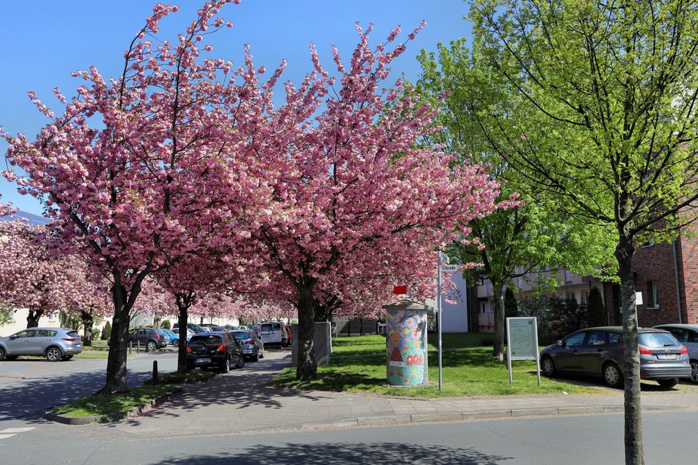 Kirschblüte in Bielefeld von Stefan_68er