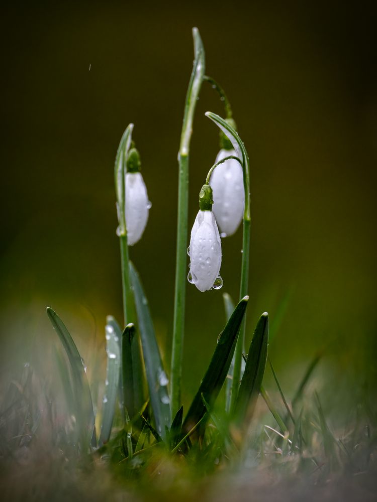 Frühlingsbote Schneeglöcken im Regen  von nicole.keller