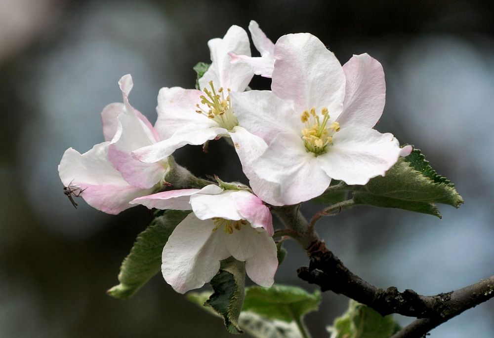 Frühling von Sabine Leifels 