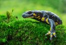 Salamandra salamandra by Claus Fisser 