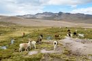 Und überall auf dem Weg nach Arequipa begleiten uns wieder Lama Herden von NraM