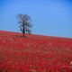 Mohn mit Baum