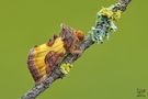Nottuide (Diachrysia chrysitis) von Gianpaolo Pedersini