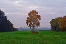 Herbst in den Moorwiesen von Ulrich Schlaugk