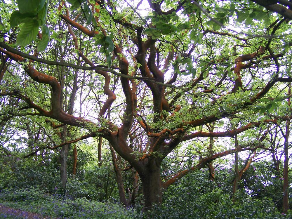 Baum in Cornwall 2015 von Robert Kalmutzke 