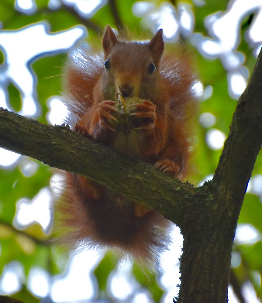 Eichhörnchen mit Nuss von Gerlinde S.