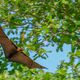 Maldives Bat