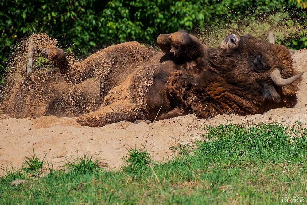 Das Wisent von KaMas Fotographix