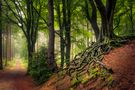 Roots von rathol67