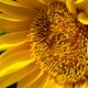 Sonnenblume_1