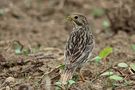 Grauammer Emberiza calandra de Detlef Schäfer