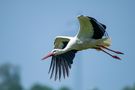 Storch 5 von Otto de Zoete