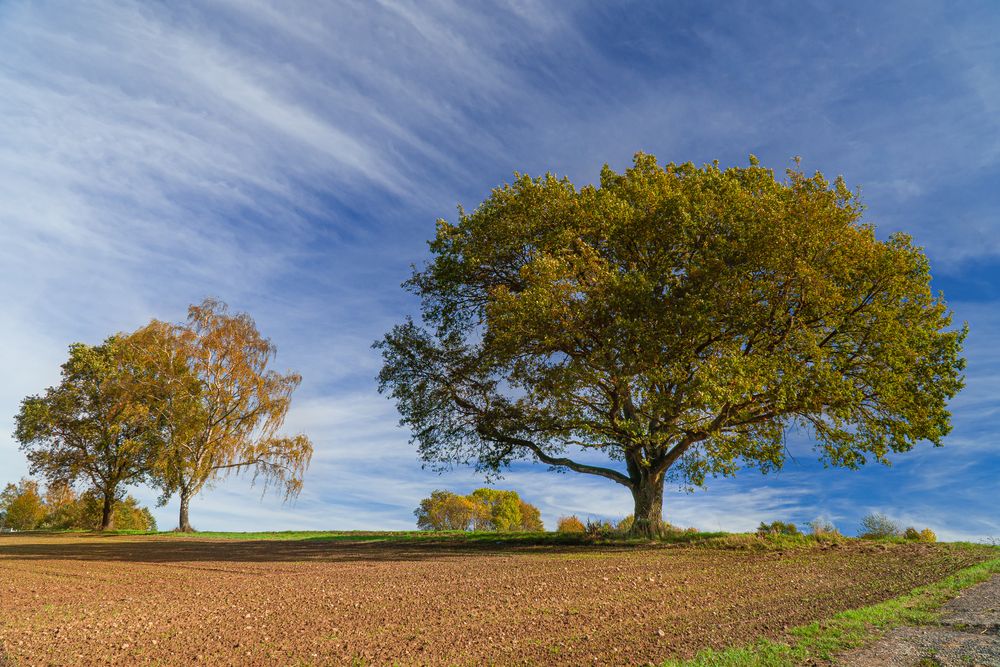 Herbst von Kn.Mich.