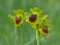 Gelbe Ragwurz ( Ophrys lutea ) von Natur RB