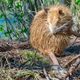 Nutria bei der Fellpflege