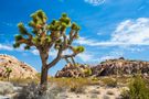 Joshua Tree ... von Susa2 