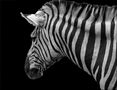 Zebra von henryk22 
