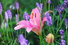 Lilie trifft Lavendel de peacedreamlady - Gabriele Schneider