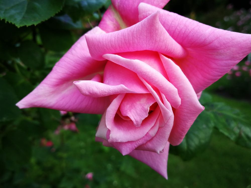 Duftrose von Peter Haselmann