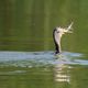 Kormoran mit Fisch