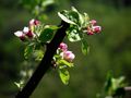 MACRO DE PRINTEMPS de BUBUL