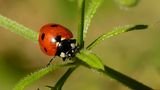 Naturwettbewerbe 2014