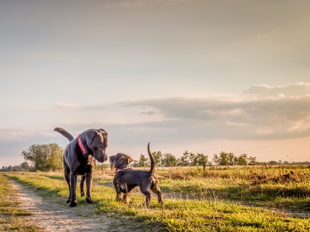 David und Goliath von FoSt 