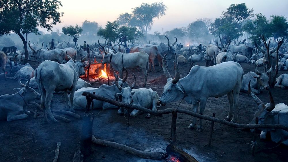 Mundari Cattle Camp von Sagowurm