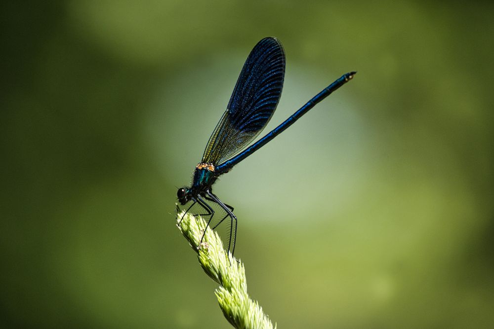 Blaue Libelle Bild & Foto von basti.voelkel aus Foto des Jahres 22 Lebensräume Fotografie
