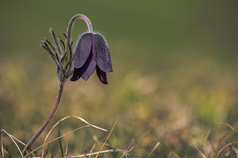 Pulsatilla von Diruwi