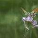   Aurorafalter (Anthocharis cardamines)