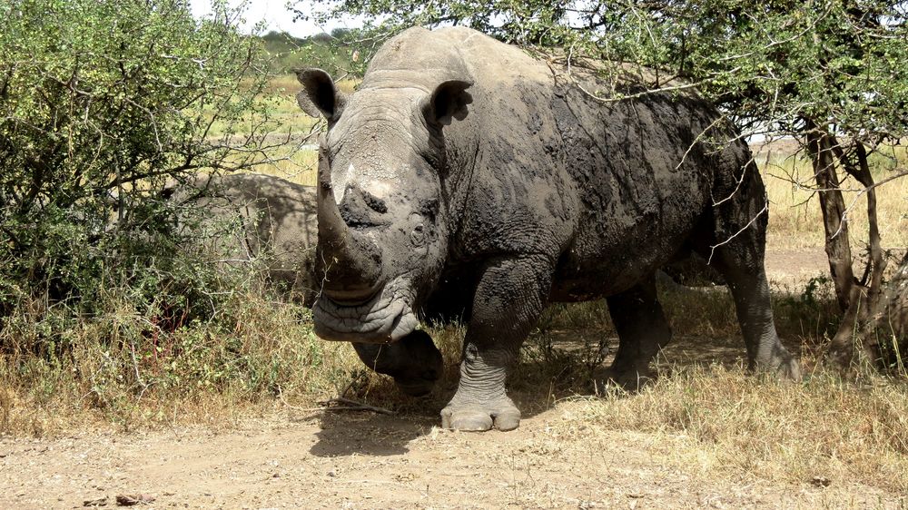 Breitmaulnashorn Bulle von Elvira Wolfer